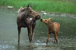 Elk. Pripyat National Park