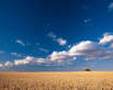 A field