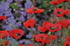 Spring Parade of Flowers
