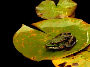 A frog, Belarus