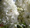 Lilacs