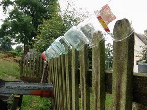 Liter banks out of vegetables - standard containers for bottling samogon