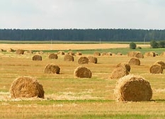 Poland, spring field