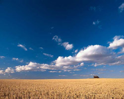 A field