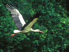 A stork