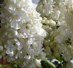 Lilacs