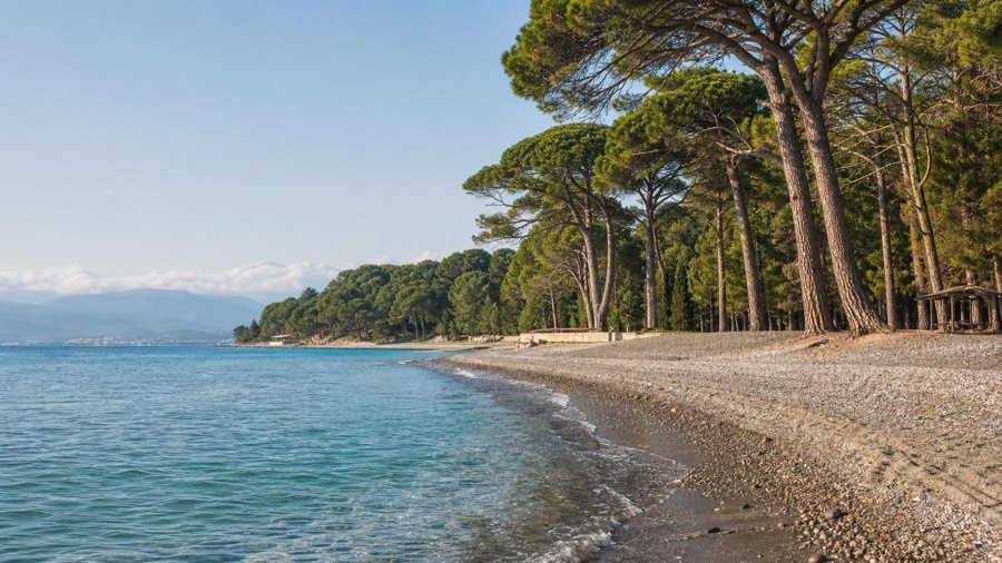 Pitsunda: AI-generated illustration of pine forest beside a Black Sea pebble beach