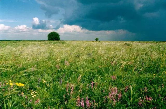 Blühende Steppe mit weitem Himmel und dunklen Wolken