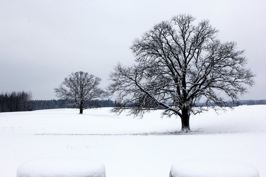 File:Ozoli ziemā. Oak trees in winter - panoramio.jpg