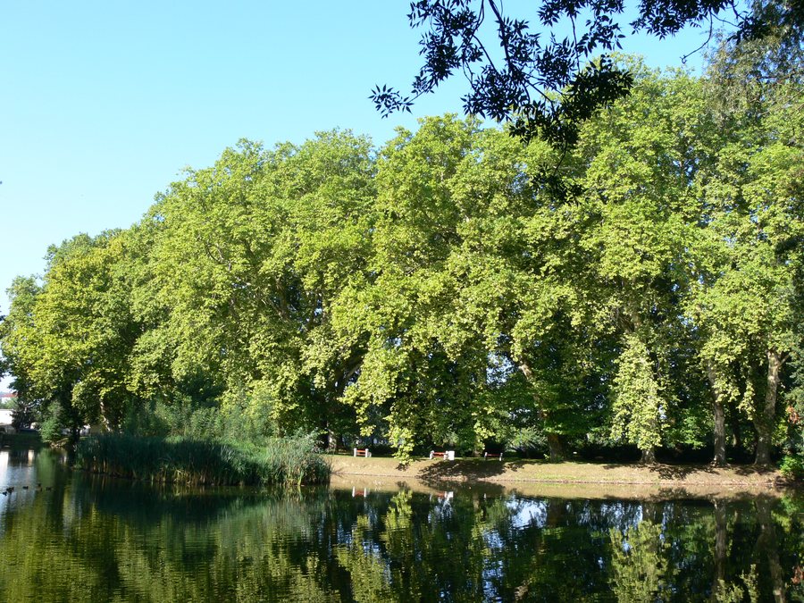 File:Platany Hlohovec - Plane-trees Hlohovec, Slovakia - panoramio (13).jpg