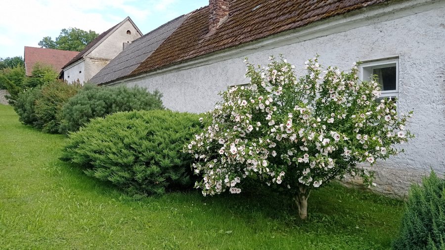 File:Přepychy, Hibiscus 01.jpg