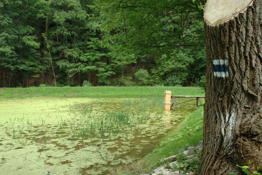 File:Malé Kyšice, Rybník na Černém potoce.jpg