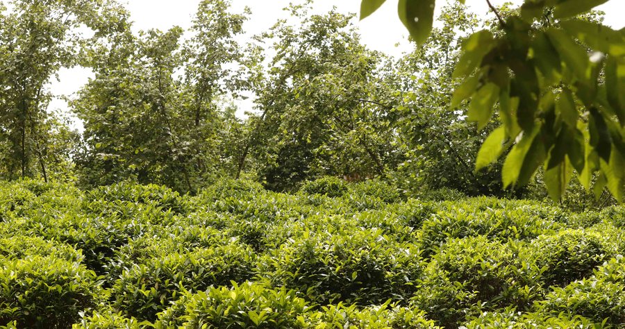 Camellia sinensis bushes in Guria, Georgia
