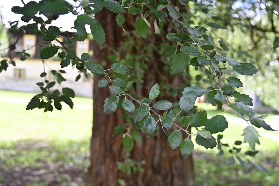 File:Populus alba in Spa Brusno, Slovakia -02.jpg