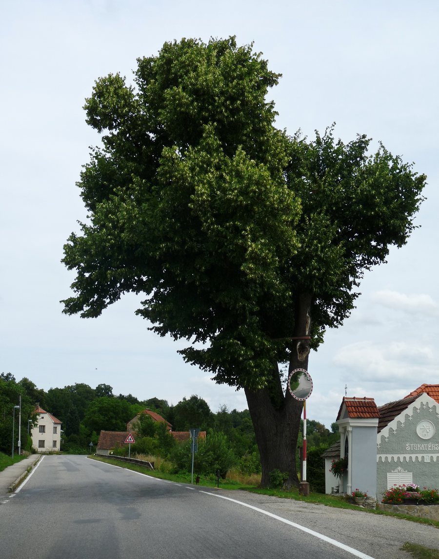 File:Nedabyle - lípa.jpg