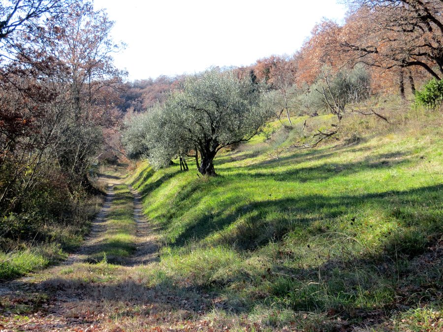 File:Korte Izola Slovenia - Draga.jpg