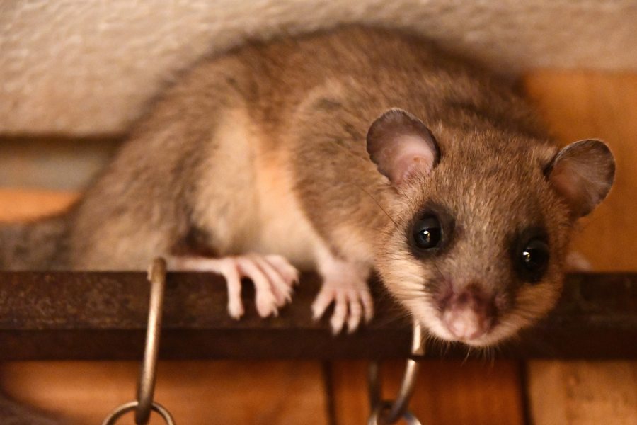 File:Glis glis in Valea Drăganului 2022 04.jpg