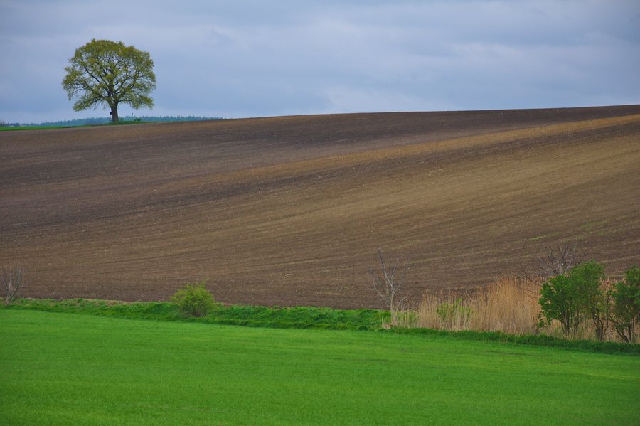 File:Dub nad Žarovicemi, Vícov, okres Prostějov.jpg