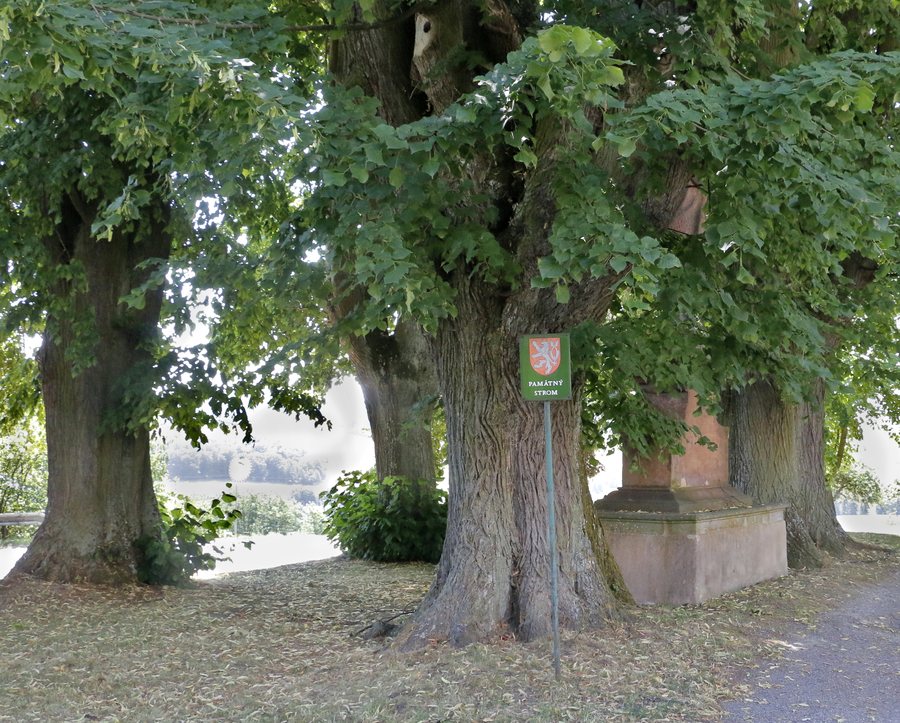 File:Loučimské lípy remarkable tree II, Loučim.jpg