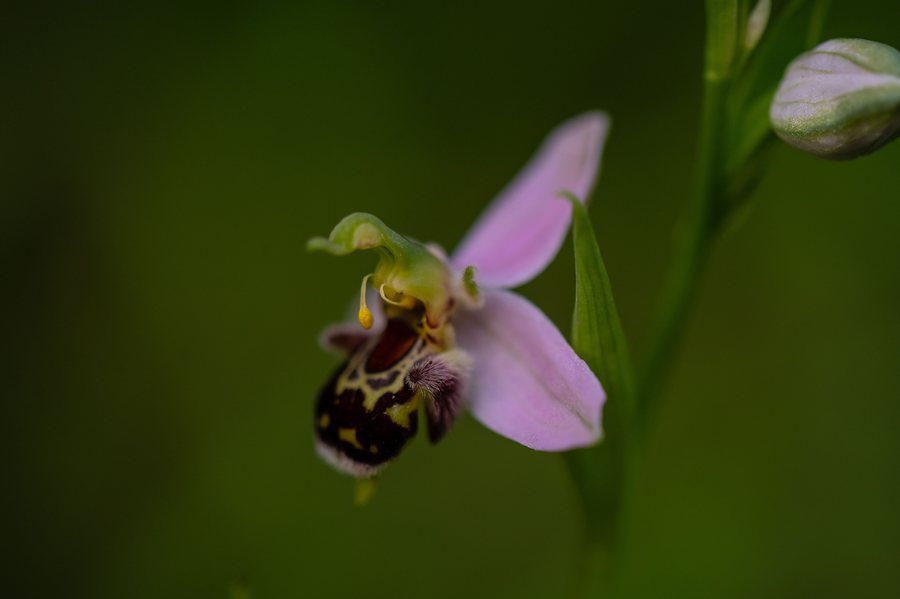 File:Hmyzovník včeľovitý (Ophrys apifera) a jeho samoopelenie. Moravské Lieskové, Biele karpaty.jpg
