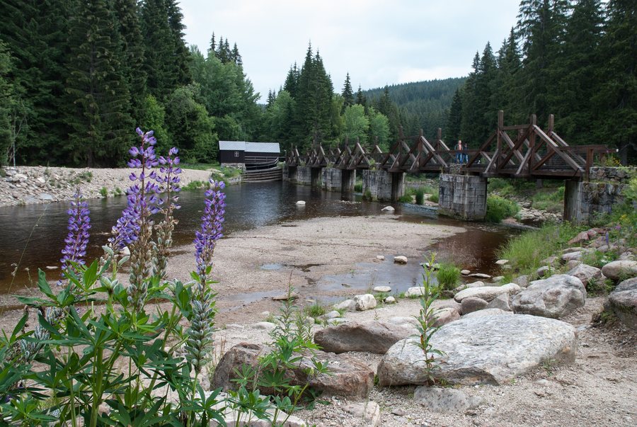 File:Modrava Rechle (2014-07-13) 02.jpg
