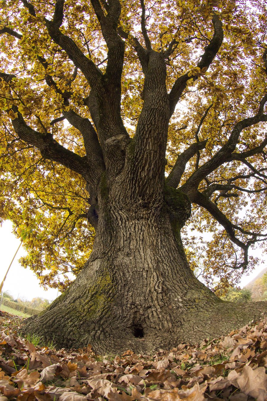 File:2021 Ancient Oak from Drnava SK.jpg