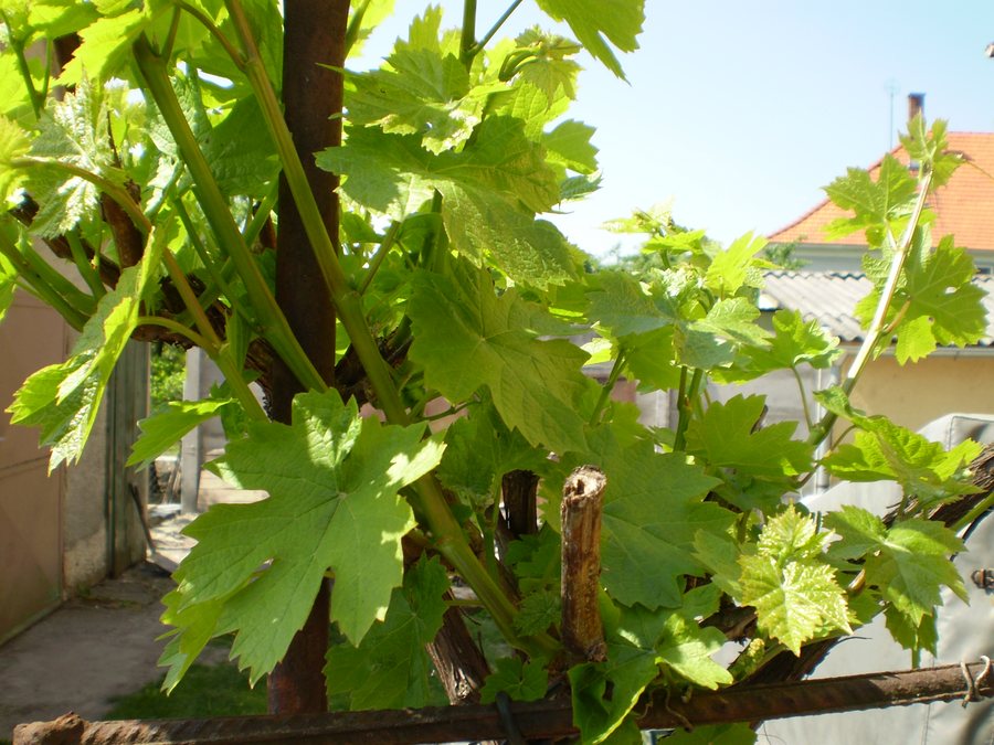 File:Vitis vinifera, Vieska, Slovakia, 2009-04-22.jpg
