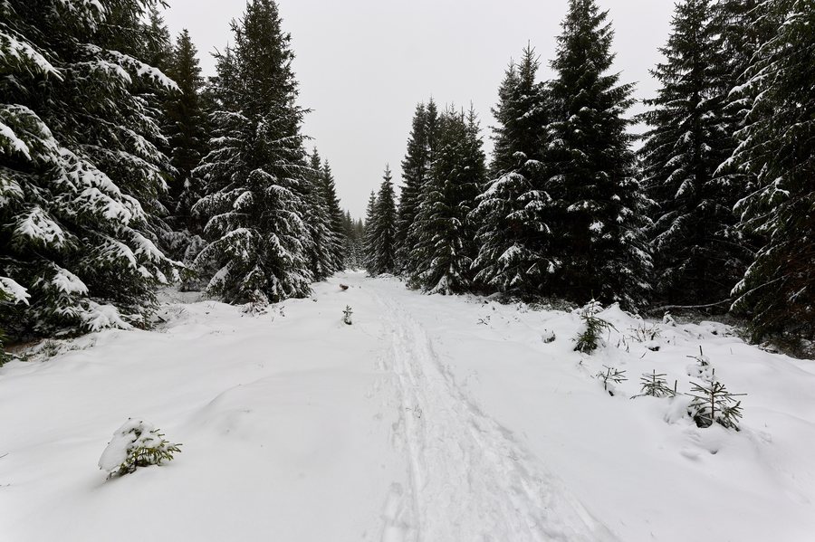 File:Forest in Josefův Důl CHKO Jizerské hory 2025-11-29 01.jpg