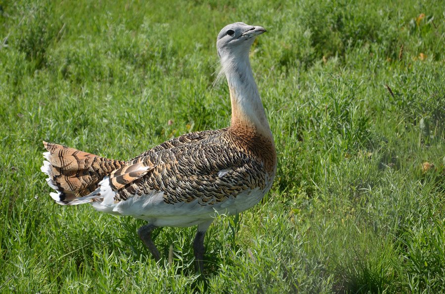 File:Dévaványa, Hungary – Great bustard 01.jpg