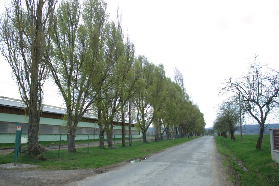 File:Hradešice, alej.jpg