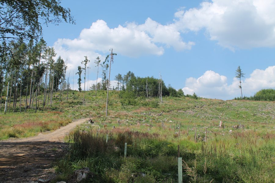 File:Borovná, Zdeňkov (2020-08-07; 01).jpg