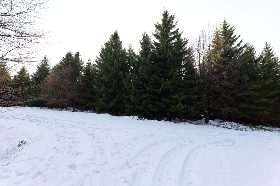 File:Forest in Raspenava CHKO Jizerské hory 2025-11-30 01.jpg