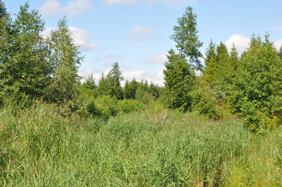 File:Cena, Novadgrāvju satikšanās vieta, Olaines pagasts, Olaines novads, Latvia - panoramio.jpg