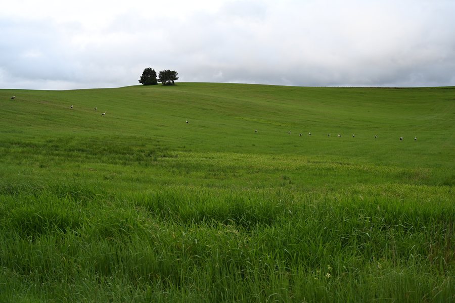 File:Zvolenská Slatina - Kŕdeľ bocianov bielych na lúke.jpg