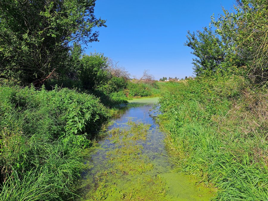 File:Dřísy, Hlavenský potok 2023-09-08 01.jpg