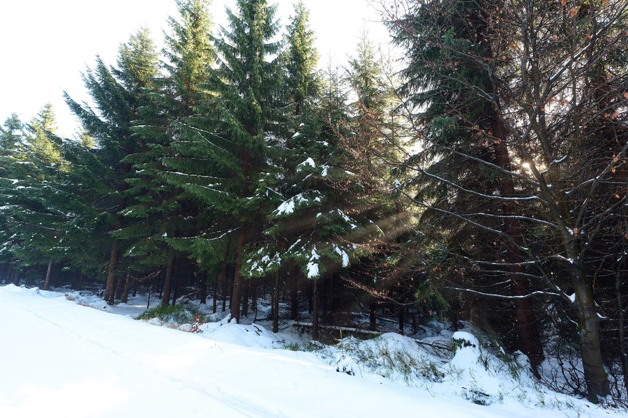 File:Forest in Mníšek CHKO Jizerské hory 2025-11-30 01.jpg