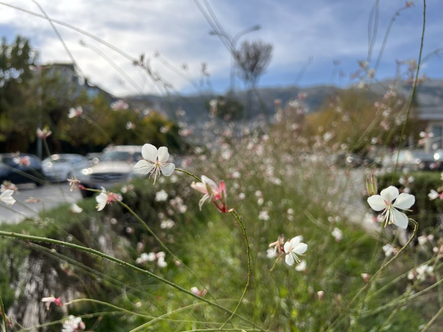 File:Gjirokastër, Albania November 2022 - Flowers.jpg