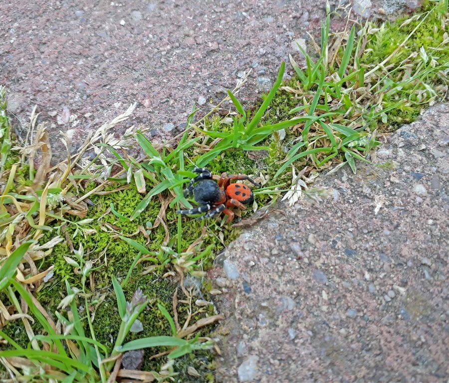 File:Eresus moravicus (Stepník moravský) in Domaníky, Slovakia.jpg