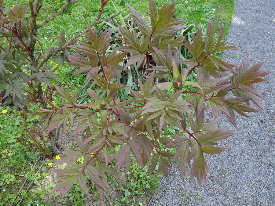 File:Bílá Lhota, arboretum, javor shirasavanský.jpg