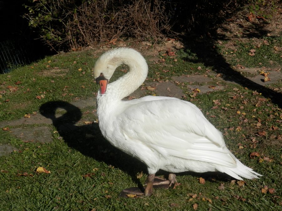 File:ZOOpark Fričovce 18 Slovakia.jpg