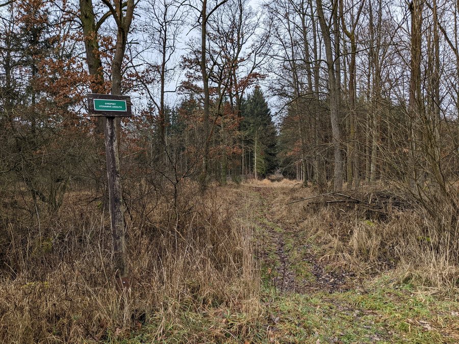 File:EVL Nechanice – Lodín - les Městský bor východně od vsi Tůně (leden 2023) (1).jpg