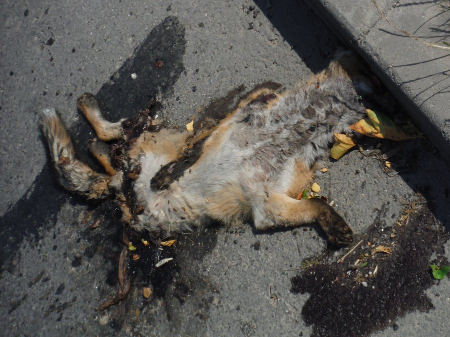File:Dead fox, Chitila, Romania.jpg