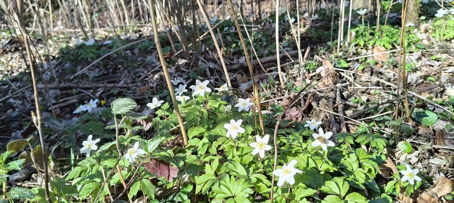 File:Soběslav, PP Lužnice, Anemone nemorosa 01.jpg