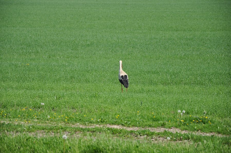 File:Baltais stārķis apstaigā īpašumus, Īves pagasts, Talsu novads, Latvia - panoramio.jpg