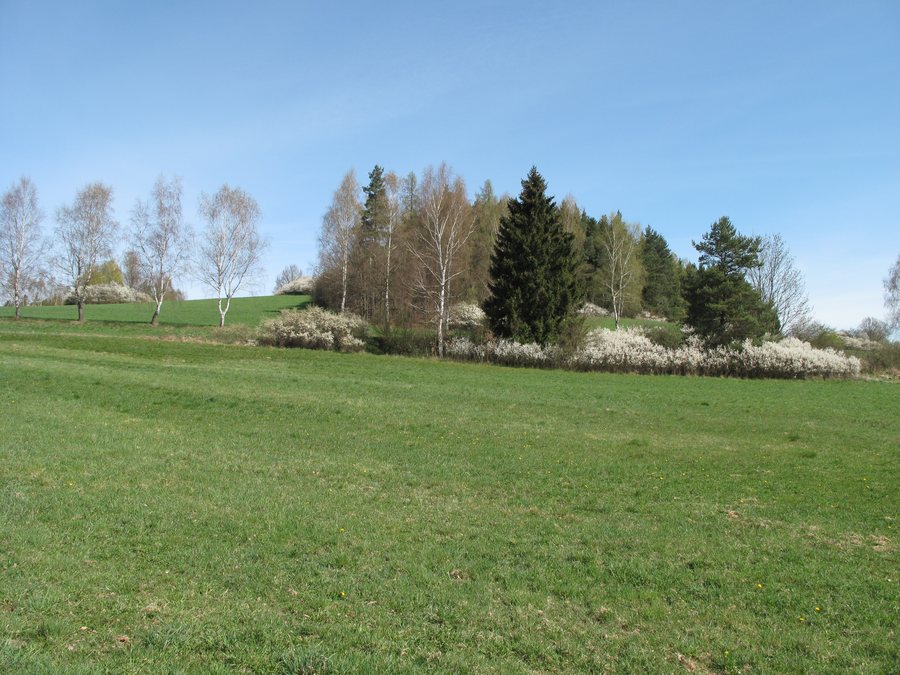 File:Kletečná (Humpolec), keře.jpg