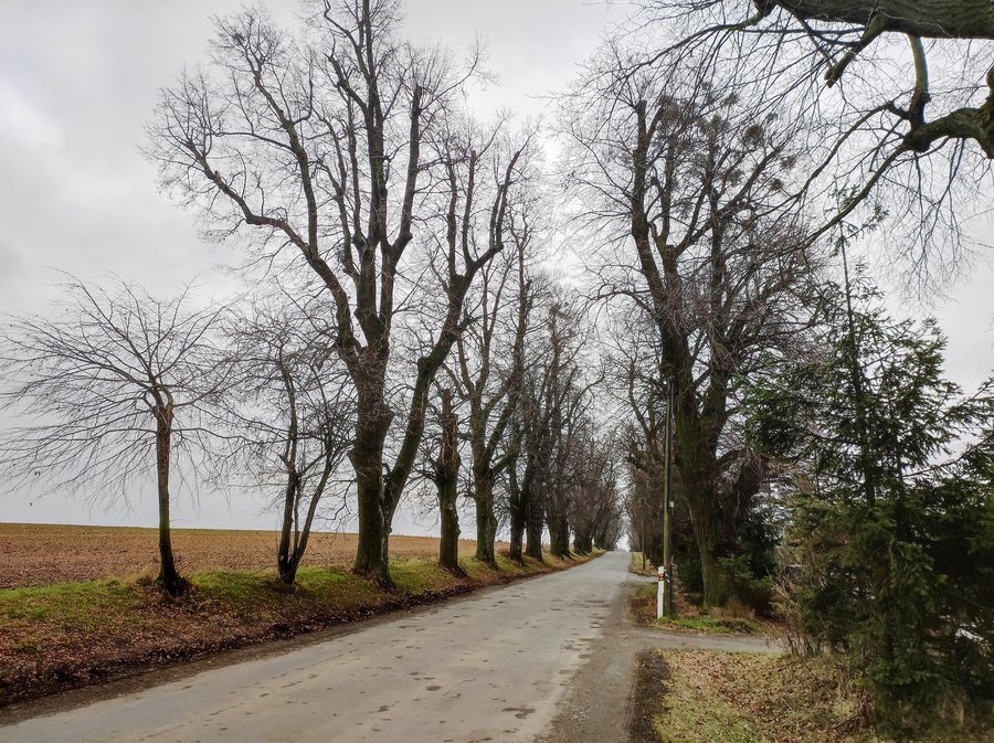 File:Zdounky, Lipová alej na Světlé.jpg