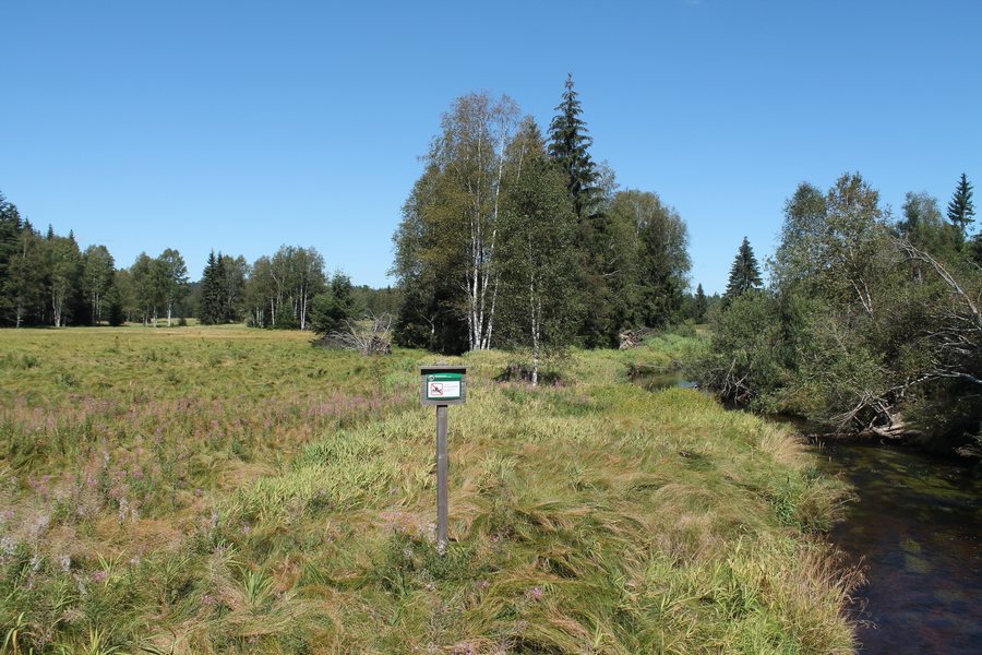 File:Stožec, České Žleby, PP Spálený luh (2020-08-20; 01).jpg
