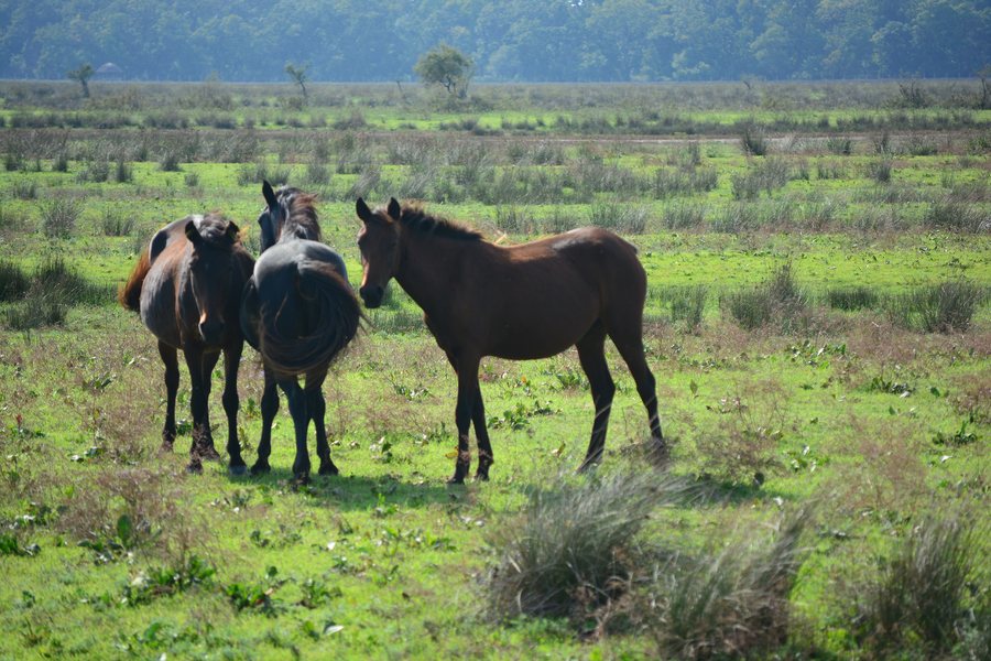 File:Pădurea Letea Nature Reserve 003.jpg