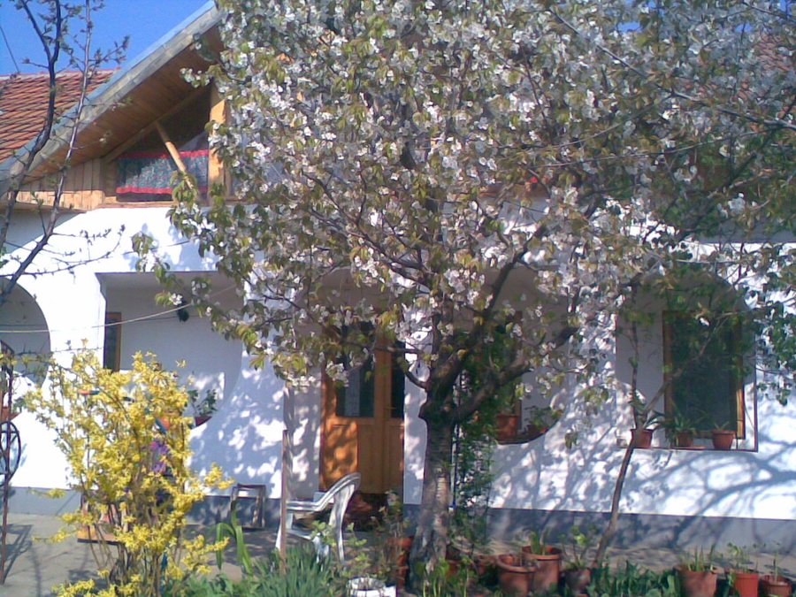 File:Odaia, Turnu Măgurele, Romania - panoramio.jpg