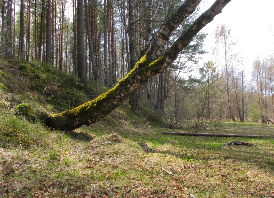 File:Ādažu novads, Latvia - panoramio.jpg